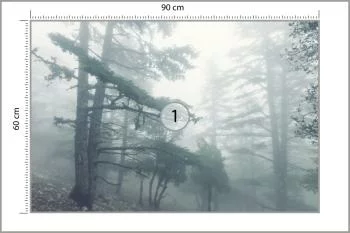 Fototapeta - Mglisty Las w Chłodnym Świetle - obrazek 3