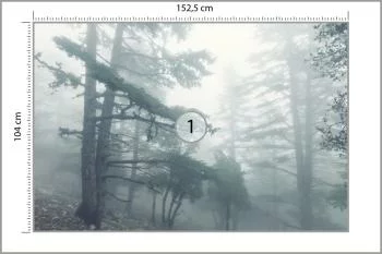 Fototapeta - Mglisty Las w Chłodnym Świetle - obrazek 3