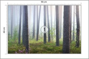 Fototapeta Las We Mgle - obrazek 3