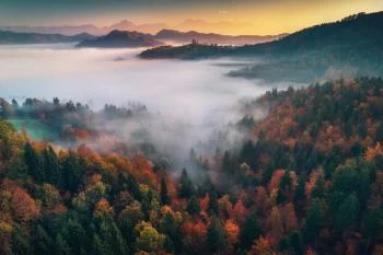 Fototapeta - Mglisty Poranek nad Jesiennym Lasem - obrazek 2