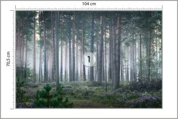 Fototapeta - Spokojny Las o Poranku - obrazek 3
