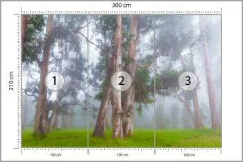 Fototapeta - Drzewa w Mglistym Lesie - obrazek 3