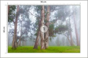 Fototapeta - Drzewa w Mglistym Lesie - obrazek 3