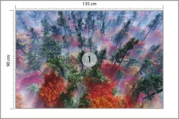 Fototapeta Las We Mgle - obrazek 3