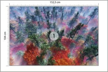 Fototapeta Las We Mgle - obrazek 3