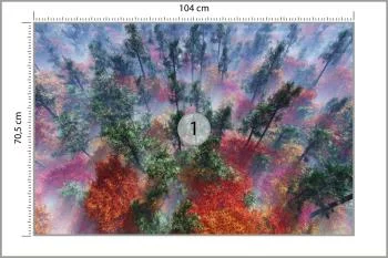 Fototapeta Las We Mgle - obrazek 3