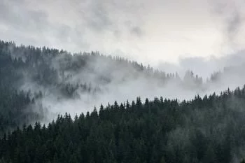 Fototapeta Mglisty Las Sosnowy - obrazek 2