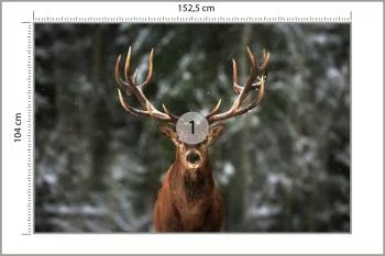 Fototapeta Jeleń W Lesie - obrazek 3