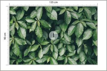 Fototapeta Liście Natura - obrazek 3