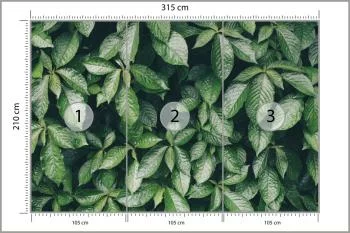 Fototapeta Liście Natura - obrazek 3