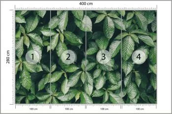 Fototapeta Liście Natura - obrazek 3