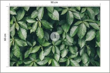 Fototapeta Liście Natura - obrazek 3