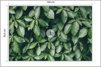 Fototapeta Liście Natura - obrazek 3