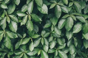 Fototapeta Liście Natura - obrazek 2