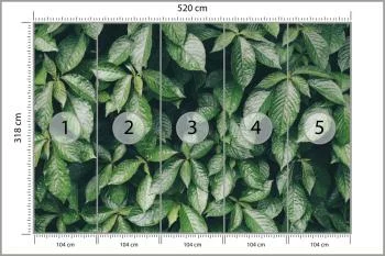 Fototapeta Liście Natura - obrazek 3