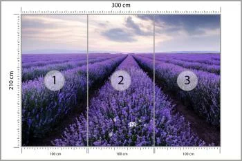 Fototapeta Lawendowe Pole - obrazek 3