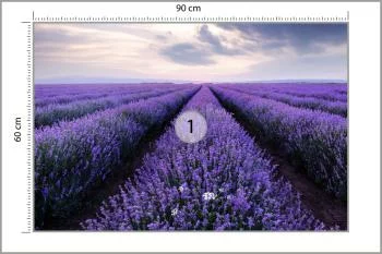 Fototapeta Lawendowe Pole - obrazek 3