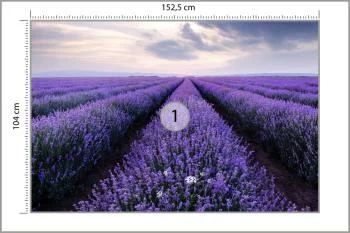 Fototapeta Lawendowe Pole - obrazek 3