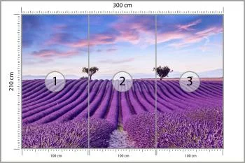 Fototapeta Pole Lawenda - obrazek 3