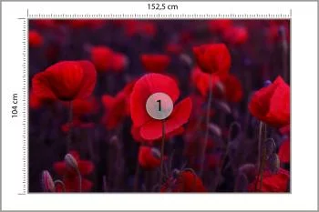 Fototapeta Dzikie Czerwone Maki - obrazek 3