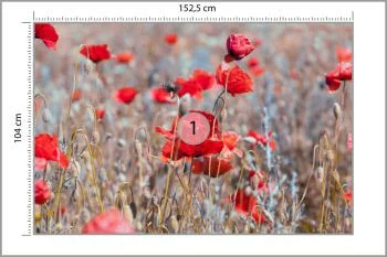 Fototapeta Maki Łąka Vintage - obrazek 3