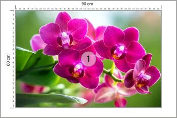 Fototapeta Storczyki Natura - obrazek 3