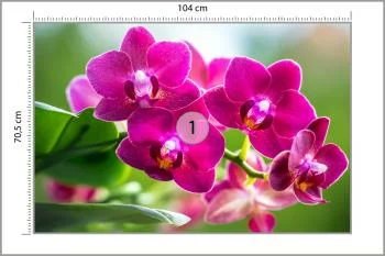 Fototapeta Storczyki Natura - obrazek 3