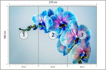 Fototapeta Kolorowy Storczyk - obrazek 3