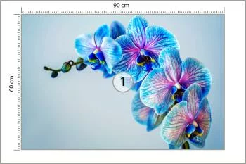 Fototapeta Kolorowy Storczyk - obrazek 3