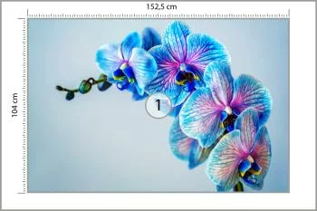 Fototapeta Kolorowy Storczyk - obrazek 3