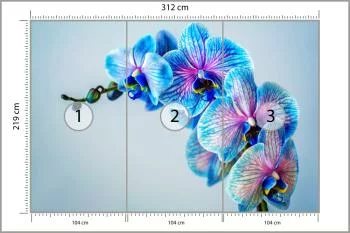Fototapeta Kolorowy Storczyk - obrazek 3