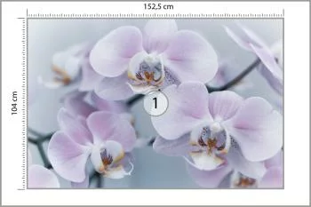 Fototapeta Piękne Storczyki - obrazek 3