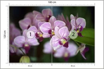 Fototapeta Piękne Orchidee - obrazek 3