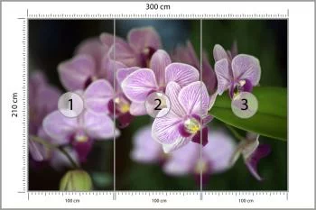 Fototapeta Piękne Orchidee - obrazek 3