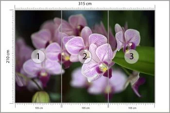 Fototapeta Piękne Orchidee - obrazek 3