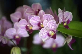 Fototapeta Piękne Orchidee - obrazek 2