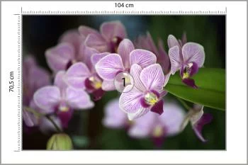 Fototapeta Piękne Orchidee - obrazek 3