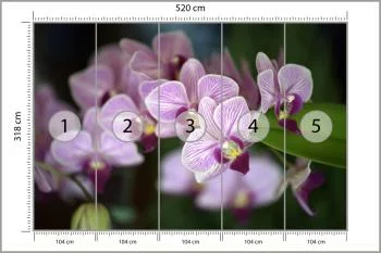 Fototapeta Piękne Orchidee - obrazek 3