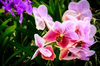 Fototapeta Kolorowe Orchidee 3D - obrazek 2