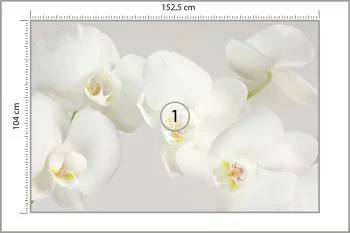 Fototapeta Piękny Biały Storczyk - obrazek 3
