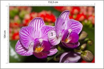 Fototapeta Optyczna Orchidea 3D - obrazek 3