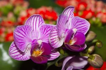 Fototapeta Optyczna Orchidea 3D - obrazek 2