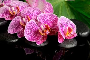 Fototapeta Orchidea Spa - obrazek 2