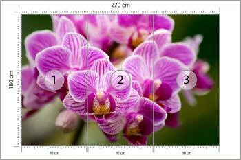 Fototapeta Bukiet Orchidei - obrazek 3