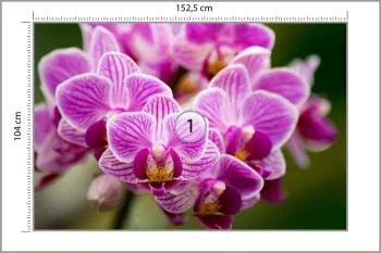 Fototapeta Bukiet Orchidei - obrazek 3