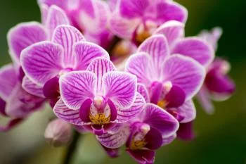 Fototapeta Bukiet Orchidei - obrazek 2