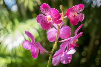 Fototapeta Piękne Orchidee - obrazek 2