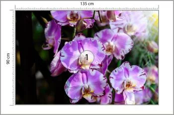 Fototapeta Piękne Orchidee - obrazek 3