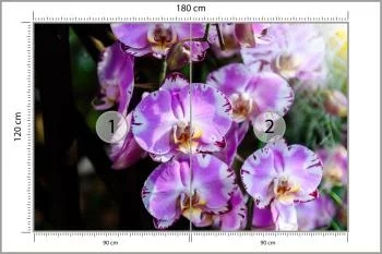 Fototapeta Piękne Orchidee - obrazek 3