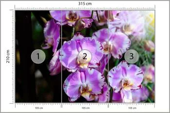 Fototapeta Piękne Orchidee - obrazek 3